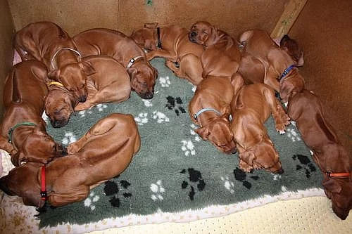 Rhodéský ridgeback – štěňata s PP