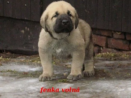 Španělský Mastin-ŠTĚŇÁTKA bez PP k odběru konec ún