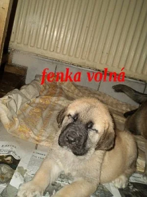 Španělský Mastin-ŠTĚŇÁTKA bez PP k odběru konec ún