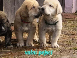 Španělský Mastin-ŠTĚŇÁTKA bez PP k odběru konec ún