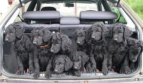 CURLY coated retriever - štěňata