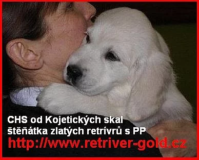 Golden Retriever štěňata s PP