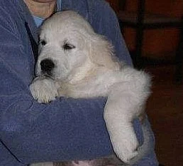 Golden Retriever štěňata s PP