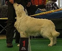 Golden Retriever štěňata s PP