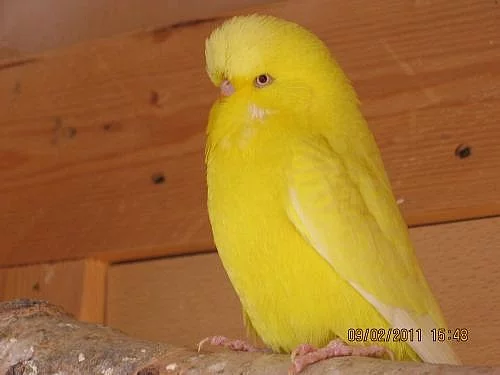 Výstavní andulky
