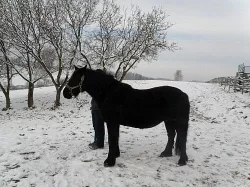 Prodám fellského koně