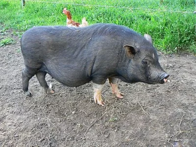 Prodám velmi pěknou vietnamskou prasničku