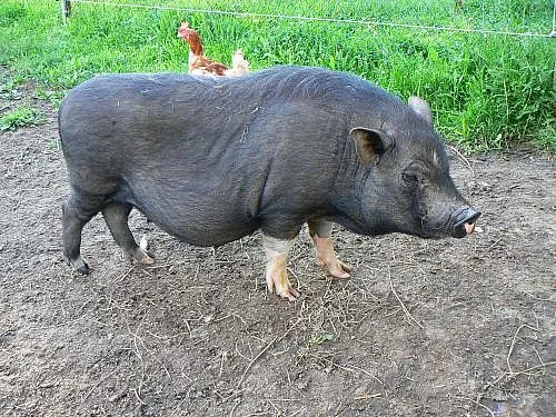 Prodám velmi pěknou vietnamskou prasničku
