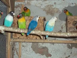 agapornis