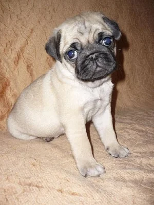 MOPS