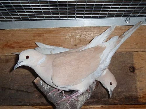 agapornis skraboskovy