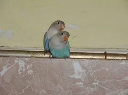 agapornis skraboskovy