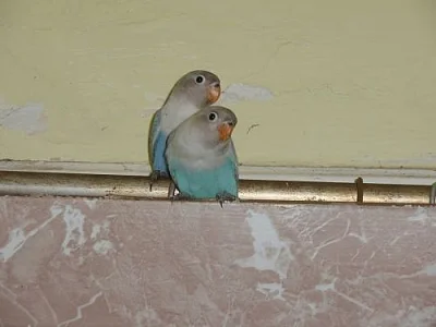 agapornis skraboskovy 