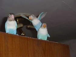 agapornis skraboskovy