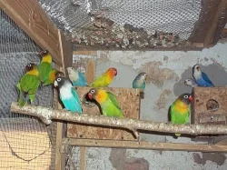 agapornis