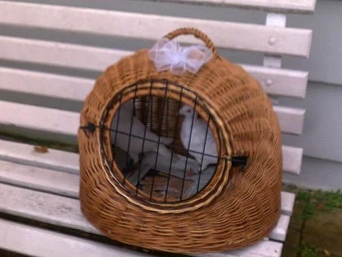 Bílý Svatební holubi