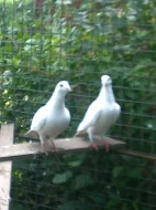 Bílý Svatební holubi