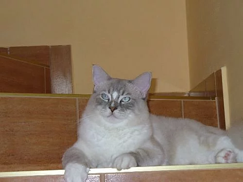 Kocourek ragdoll s PP