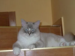 Kocourek ragdoll s PP