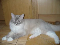 Kocourek ragdoll s PP