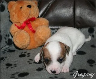 Jack russell terier
