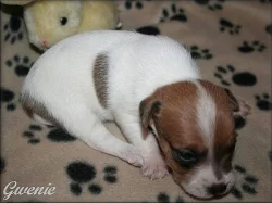 Jack russell terier