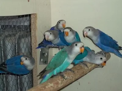 agapornis