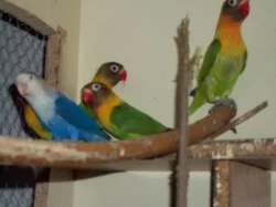 agapornis