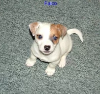 Jack russell teriér s PP odběr ihned 10000 kč