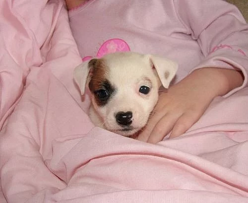 Jack russell teriér s PP odběr ihned 10000 kč