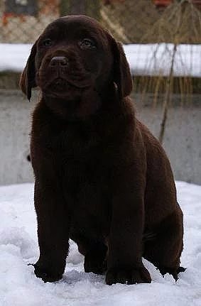 Labradorský retriever-čokolád.a černá štěn. s PP