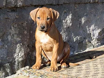 Rhodéský ridgeback – štěňata s PP