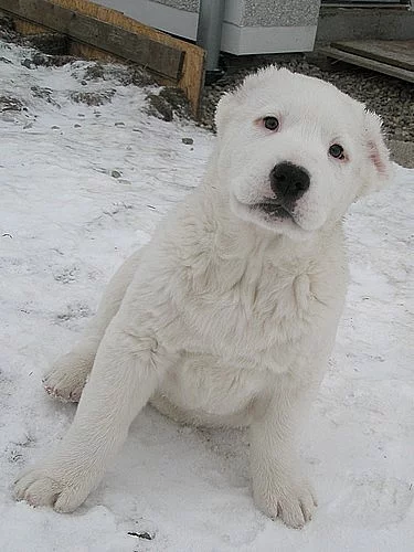 Středoasijský pastevecký pes