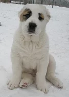 Středoasijský pastevecký pes