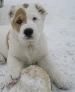 Středoasijský pastevecký pes