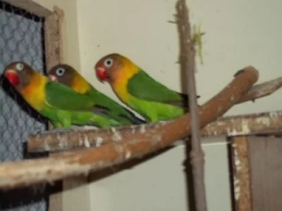 agapornis