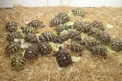 Testudo hermanni,graeca,marginata