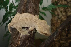 Rhacodactylus ciliatus