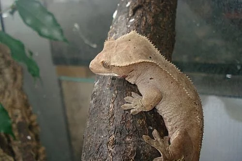 Rhacodactylus ciliatus