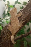 Rhacodactylus ciliatus