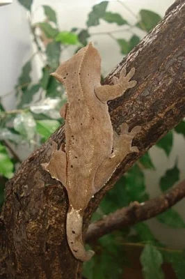 Rhacodactylus ciliatus
