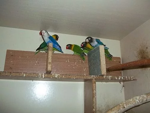 agapornis