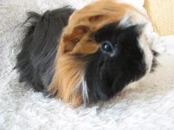 morčátka peruánská