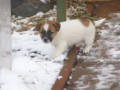 Jack Russell Teriér (štěňátka s PP)
