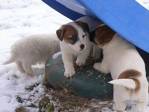 Jack Russell Teriér (štěňátka s PP)