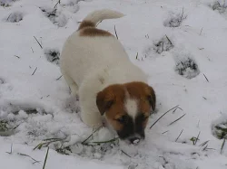 Jack Russell Teriér (štěňátka s PP)