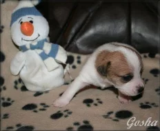 Jack russell terier