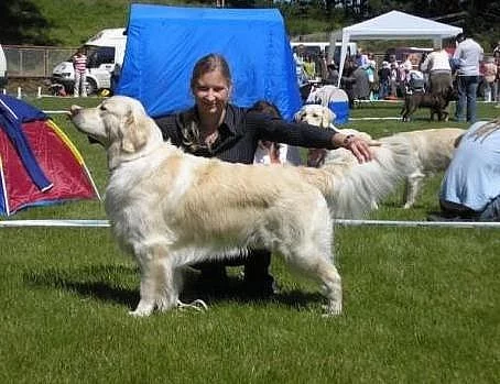 Krytí CZ Casanova Santana Golden - Zlatý retriever