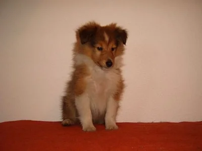 Sheltie (šeltie)