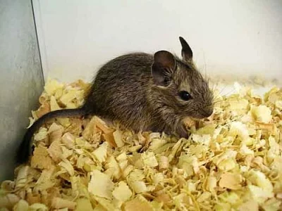 OSMÁK DEGU LEVNĚ